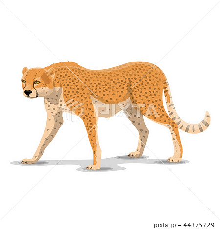 Cartoon Cheetah Wild Animal Vectorのイラスト素材