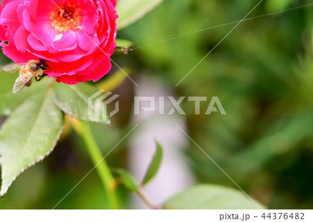 ミツバチと赤いバラ 44376482