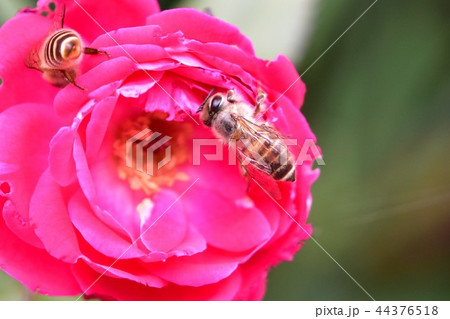 日本ミツバチと赤いバラの花 44376518