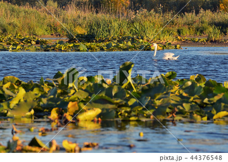 White swan in Danube delta White swan in Danube delta 44376548