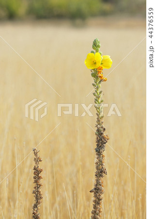 Common mullein (Verbascum thapsus) 44376559