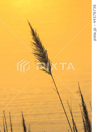beautiful grass flower pattern light shining 44376736