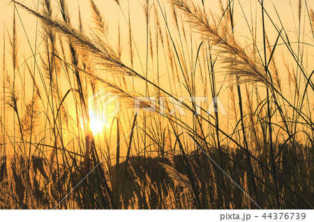 beautiful grass flower pattern light shining beautiful grass flower pattern light shining 44376739