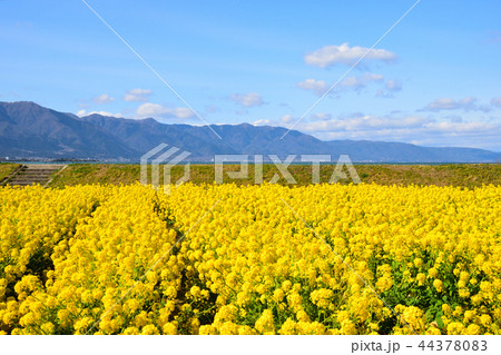 菜の花畑 守山第一なぎさ公園の写真素材