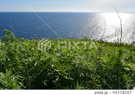 利尻島夕日ヶ丘展望台の青草 44378207