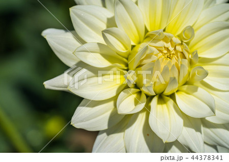 ダリア57 44378341