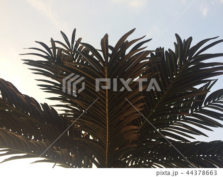 ヤシの木 空 季節 44378663