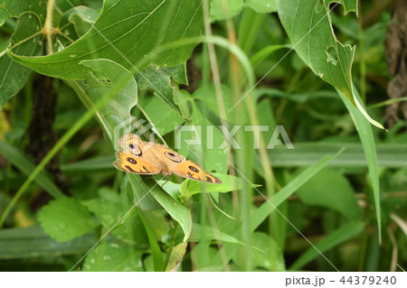タテハモドキ　夏型　Precis almana　Peacock pansy　Junonia alma 44379240