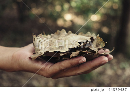 man with dry leaves in his hand 44379487