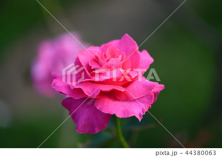 秋のバラ　「恋心」 44380063