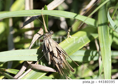 みのむし 44380395