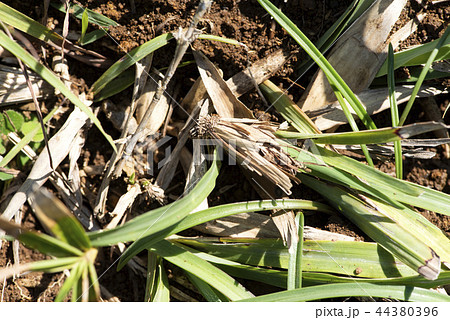 みのむし 44380396