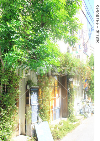 緑のお店 44380645