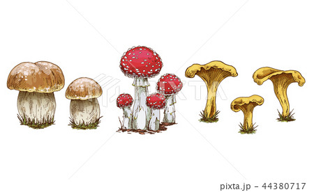 Mushrooms set. Vector illustration  44380717