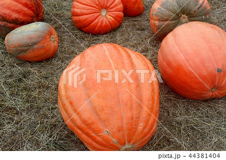 カボチャ カボチャ 44381404
