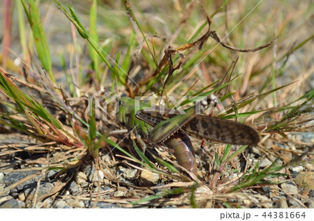 トノサマバッタの産卵 トノサマバッタの産卵 44381664