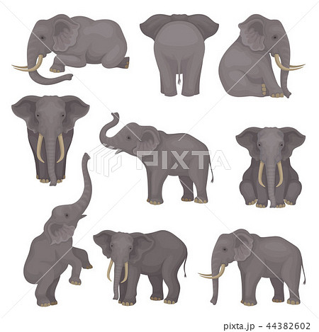 Flat Vector Set Of Elephants In Different のイラスト素材 44382602 Pixta