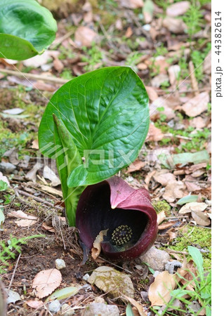 ザゼンソウ　春　湿地 44382614