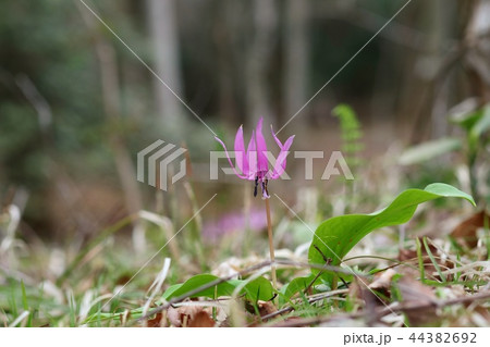 カタクリの花 ピンク色 春の写真素材