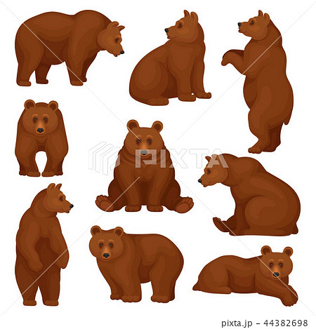 Flat Vector Set Of Large Bear In Different のイラスト素材