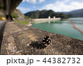 松ぼっくりと奥多摩湖 44382732