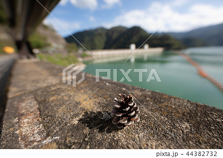 松ぼっくりと奥多摩湖 44382732