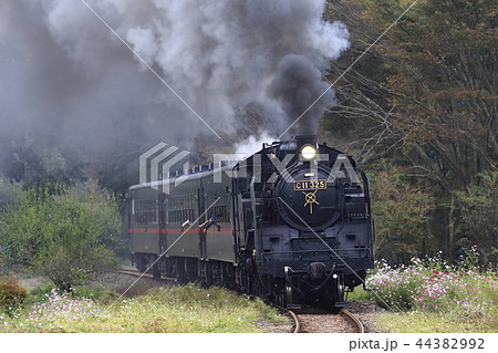真岡鉄道SLと秋桜 真岡鉄道SLと秋桜 44382992