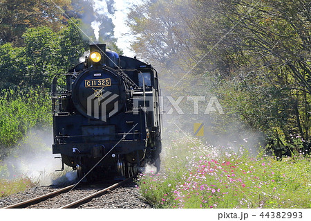 真岡鉄道SLと秋桜 44382993