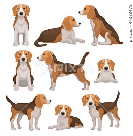 Flat Vector Set Of Beagle Dog In Different のイラスト素材