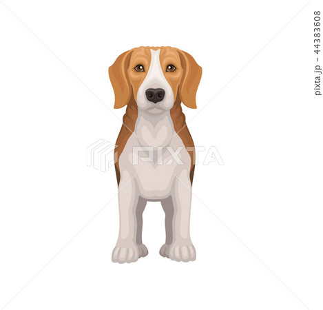 Flat vector icon of standing beagle, front view. Lovely puppy with shiny eyes. Small hunting dog 44383608