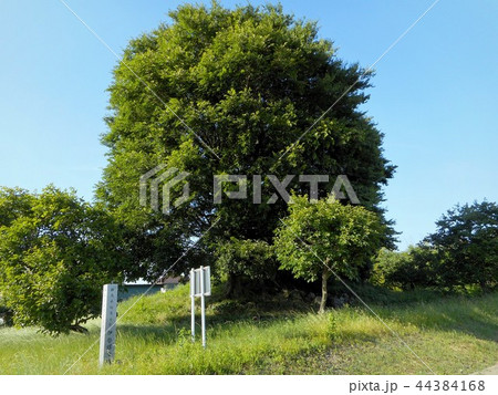 伊勢塚古墳 伊勢塚古墳 44384168