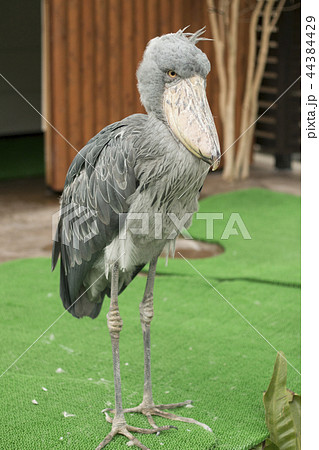動かない鳥/ハシビロコウ 44384429