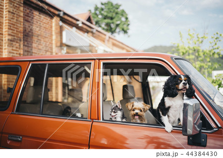 車の窓からこちらを見ている三匹の犬 44384430