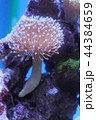 ウミキノコ 44384659