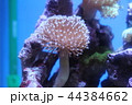 ウミキノコ 44384662