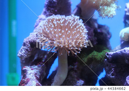 ウミキノコ 44384662