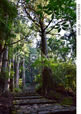 熊野古道 大門坂 那智山 石段 / 大門跡 付近 ( 和歌山県 東牟婁郡 那智勝浦町 ) 熊野古道 大門坂 那智山 石段 / 大門跡 付近 ( 和歌山県 東牟婁郡 那智勝浦町 ) 44384838