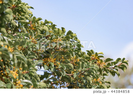 モッコクの実 モッコクの実 44384858