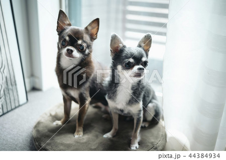 2匹の仲良しの犬が窓辺に座っている/チワワ 2匹の仲良しの犬が窓辺に座っている/チワワ 44384934