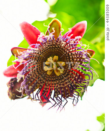 大実時計草 44385009