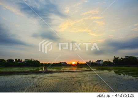 たんぼ 田んぼ 田圃 44385129