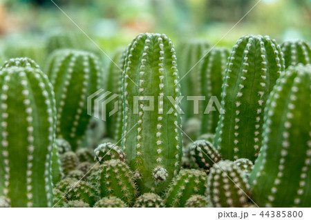 Close up group of green cactus background Close up group of green cactus background 44385800