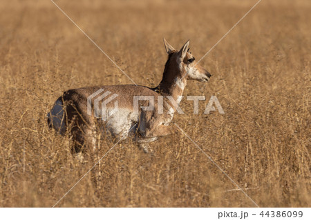 Pronghorn antelope Doe Pronghorn antelope Doe 44386099