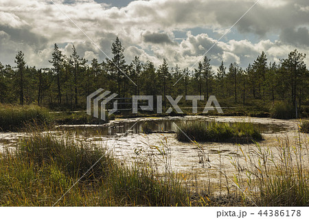 Walking trail in a swamp of Kemeri National Park 44386178