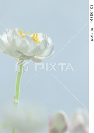 花かんざしの花 花かんざしの花 44386435