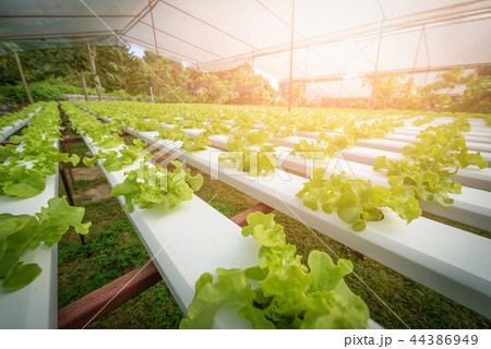 Green hydroponic organic salad vegetable in farm 44386949