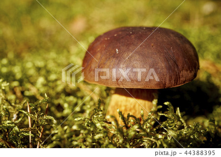 beautiful brown boletus mushroom growing on green thick moss in autumn forest beautiful brown boletus mushroom growing on green thick moss in autumn forest 44388395