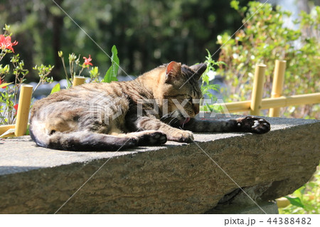 京都の哲学の道 石のベンチで横たわるキジトラ猫の写真素材 4434