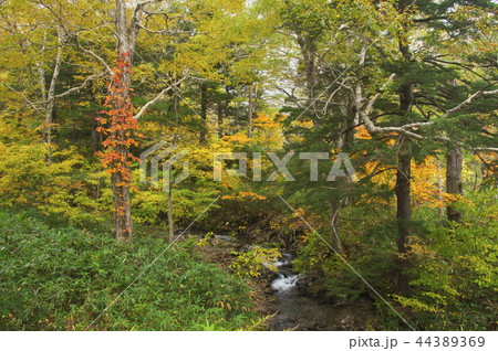 紅葉の尾瀬　鳩待峠　山ノ鼻間 44389369