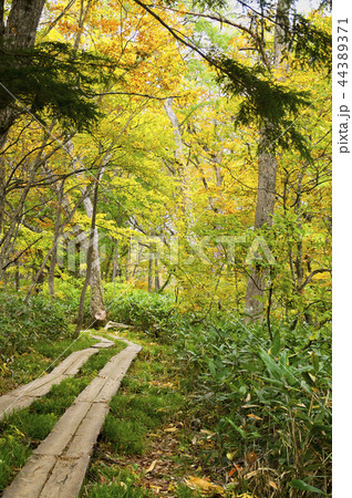 紅葉の尾瀬　鳩待峠　山ノ鼻間の木道 44389371